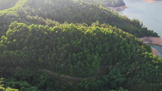 无人机航拍森林景观
