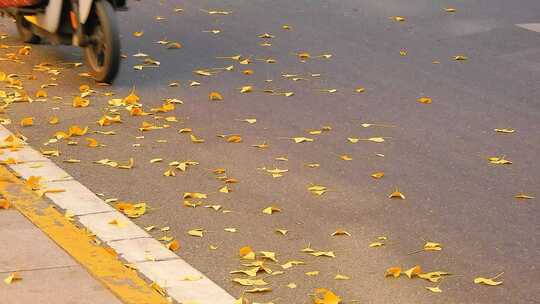 秋日落叶的街道上车辆驶过场景