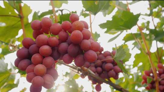 逆光唯美葡萄成熟葡萄树
