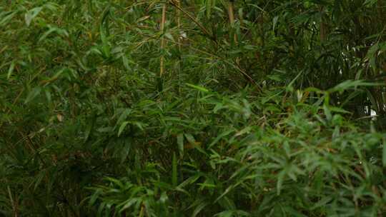 雨中竹林实拍