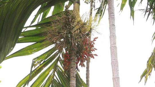 槟榔树种植