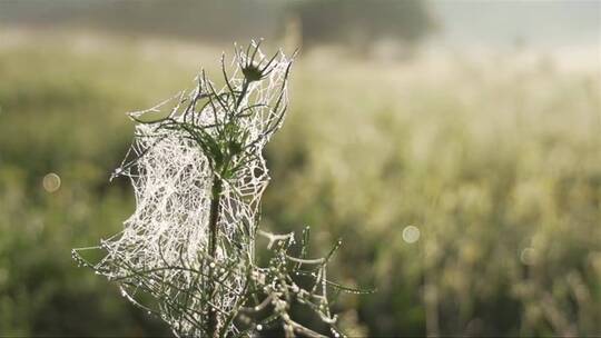 晨露洒满了植物上的蜘蛛网