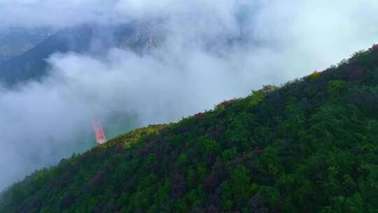 三峡红叶