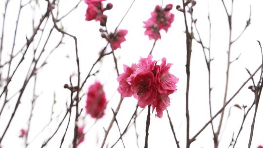 桃花花朵视频素材模板下载