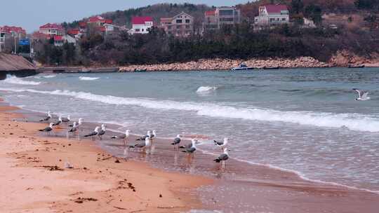 海滩沙滩上的海鸥