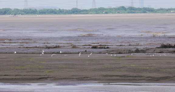 杭州市钱塘江潮水生态湿地白鹭