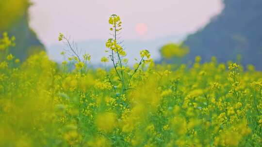 油菜花 春暖花开