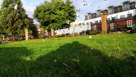 鸽子降落在草坪上觅食延时摄影