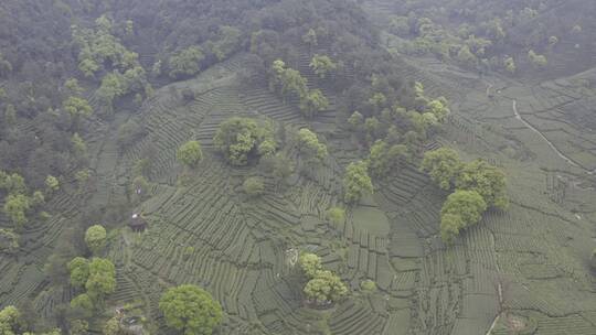 茶茶叶红茶艺采茶泡茶红茶山春茶道茶园农业