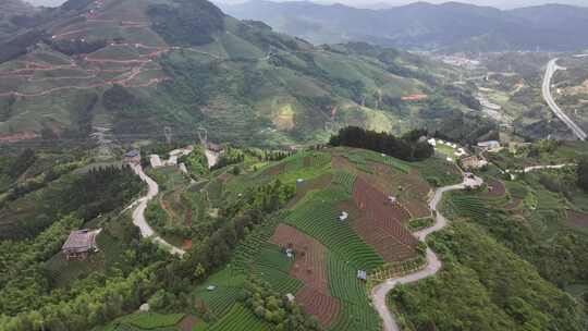 仙人山景区布央茶园航拍