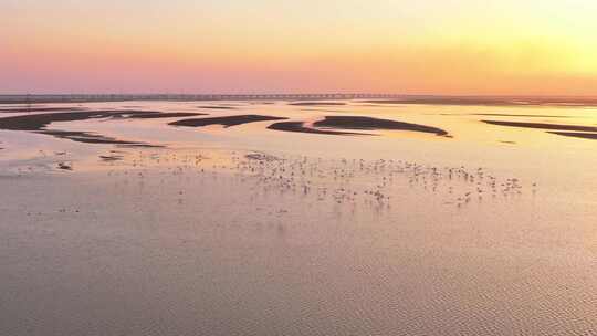 江西鄱阳湖湿地候鸟白鹤大雁