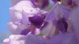 盛开的紫罗兰01高清在线视频素材下载