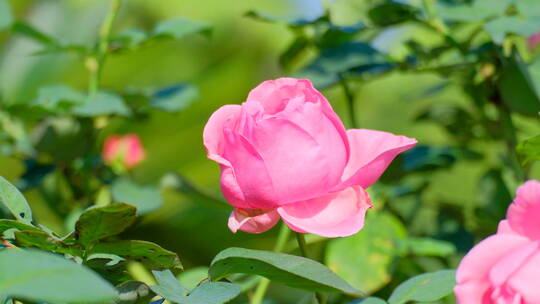 春天 玫瑰花 月季花 花朵 鲜花 花园 春天