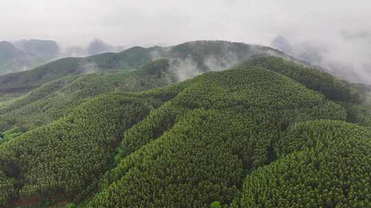 航拍森林自然风景云雾