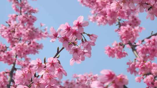 湖北武汉春季樱花盛开视频素材模板下载