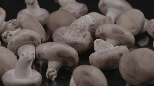 香菇影棚拍摄LOG素材