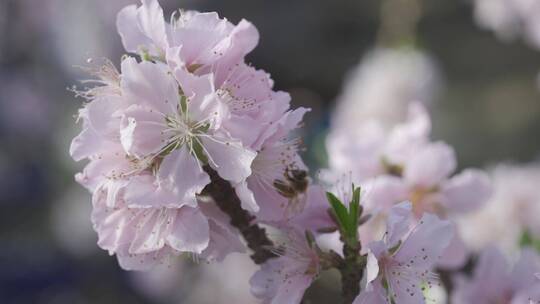 蜜蜂花上飞舞采蜜