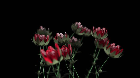 抽象红色的玫瑰花随风摆动浪漫场景动态视频