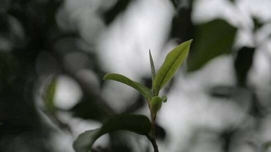 茶叶新芽一芽两叶古树茶