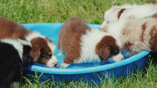 几只小狗急切地在小游泳池里喝水视频素材模板下载