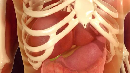 人体心脏器管内部组织3d动画视频素材模板下载