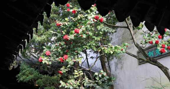 唯美园林春天山茶花盛开 苏州留园