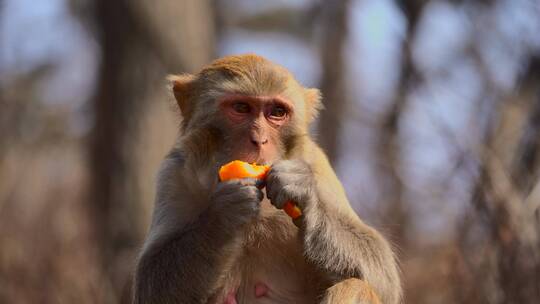 连云港花果山景区猴子在吃橘子4K视频素材模板下载