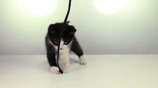 黑色玩耍的小猫咪