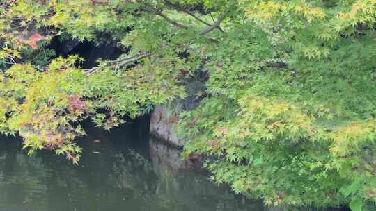 秋天 枫叶 绿色枫叶 水边枫叶 3412