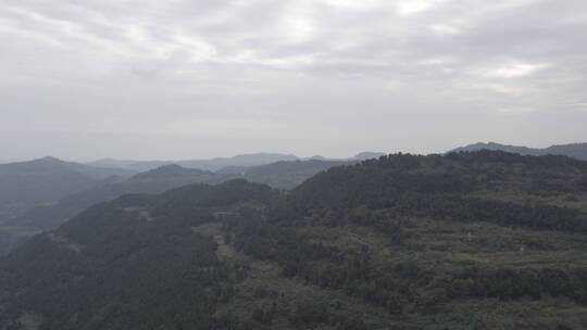 龙泉山龙泉第一眼繁华生态环境小森林