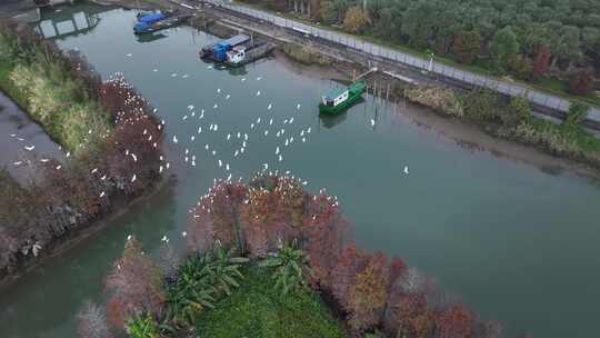 中国广东省珠海市斗门区磨刀门水道落羽杉