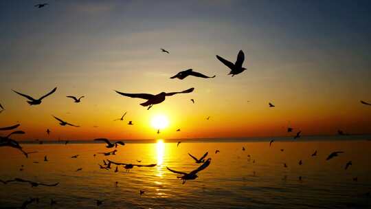 黄昏海面飞翔的海鸥