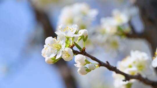 春天阳光下盛开的白色梨花蜜蜂采蜜