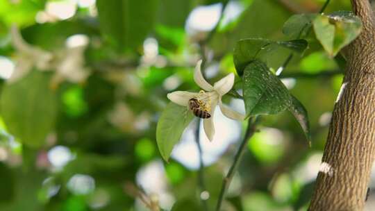 橘子树蜜蜂采蜜特写