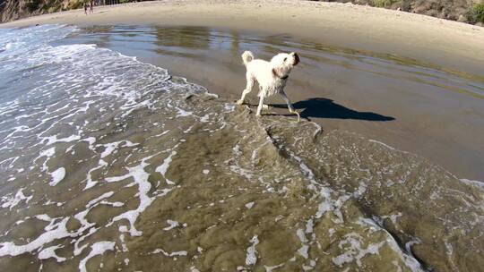 在海滩上甩开水的小狗视频素材模板下载