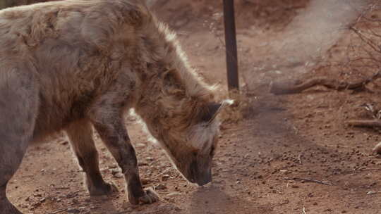 鬣狗在日落时分吃地上的食物