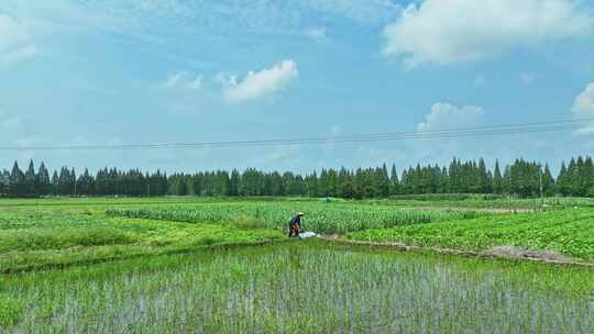 农民伯伯农忙时节