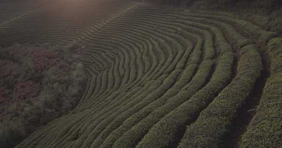 茶山 茶园 采茶