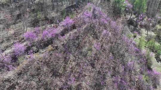 【原创】兴安杜鹃花达达香花航拍索尼50帧