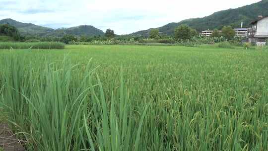 4k农村田园风光水稻田野丰收生态农业