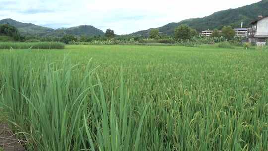 4k农村田园风光水稻田野丰收生态农业视频素材模板下载