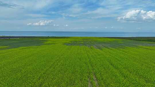 青海湖油菜花田航拍