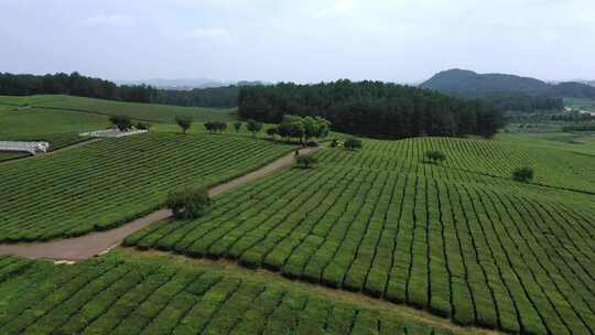 摩托车在漂亮的茶山骑行