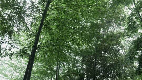 下雨天茂密的竹林枝叶繁茂生机勃勃的景象