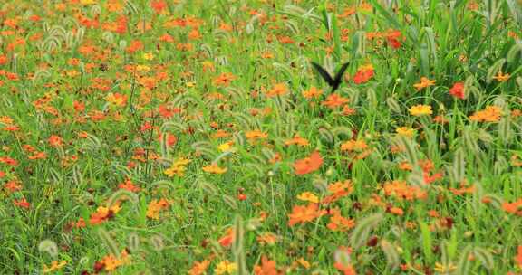 漂亮蝴蝶在野花中飞舞