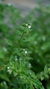 4K植物空镜素材——斑种草