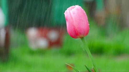 雨中的粉色郁金香