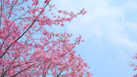 樱花树林春暖花开满树开满鲜花