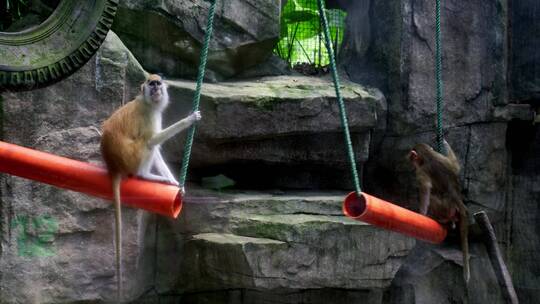 动物园里的猴子