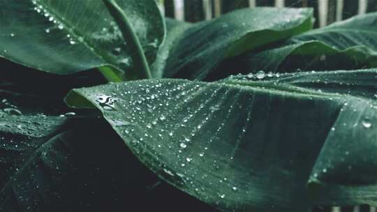 雨天叶子特写